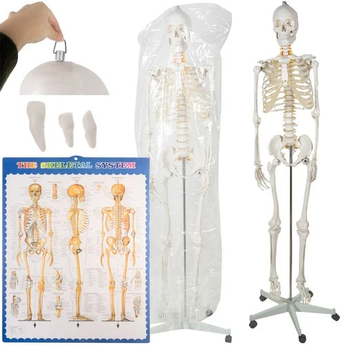 Malatec Anatomisch Menselijk Skelet - 180 cm - 1:1 Model op Standaard
